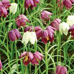 Marshalls Garden Snake's Head Fritillary