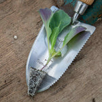 Savoy Cabbage 'serpentine' F1 Hybrid Garden Ready Plants | 12 x Garden Ready Plugs | Green