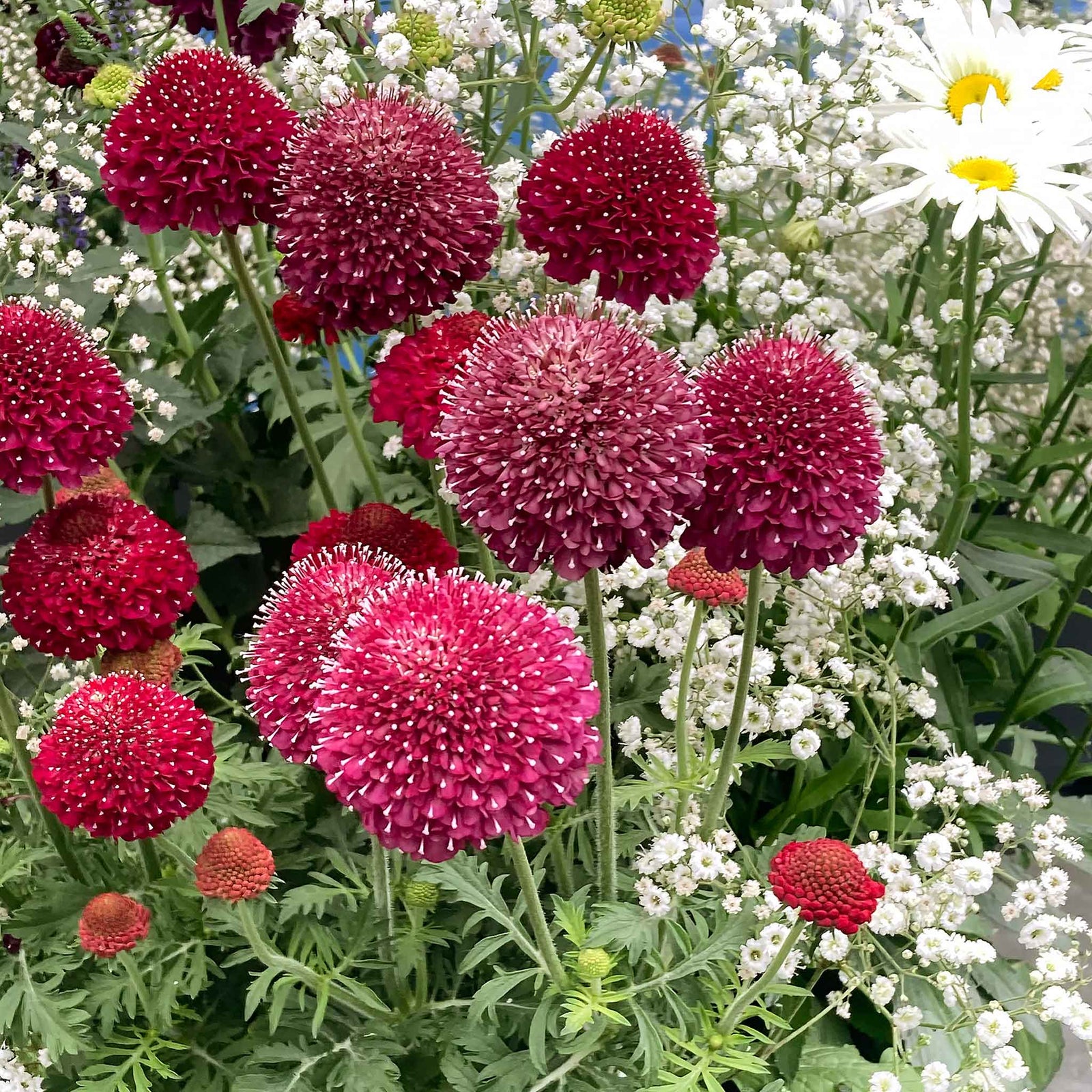 Scabious 'raspberry Scoop' Deep Wine-red Perennial 60-75cm | 12 x Plug Plants | Deep Red