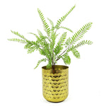 6 X 55cm Himilayan Maidenhair Fern Bush Light Green Plant