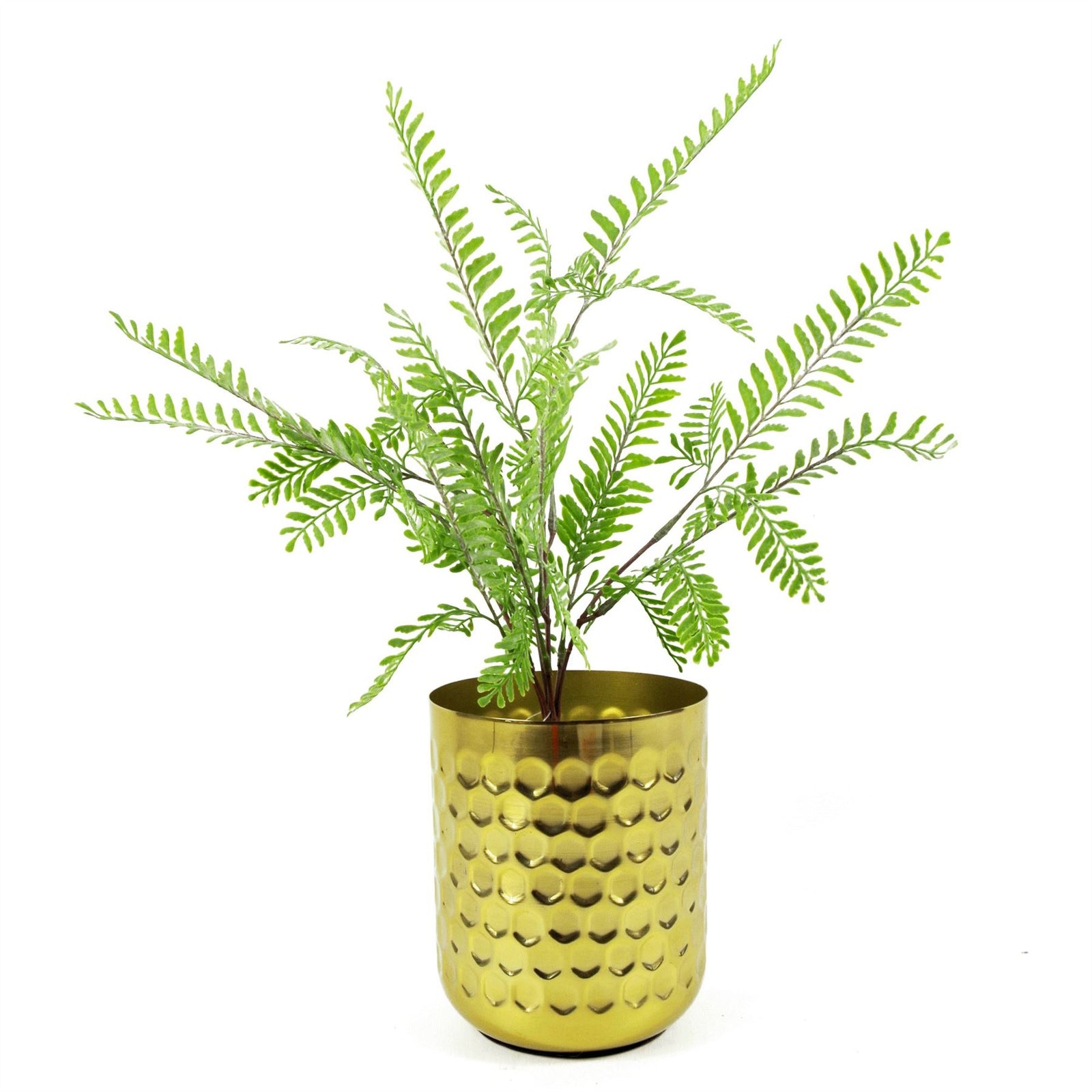 6 X 55cm Himilayan Maidenhair Fern Bush Light Green Plant