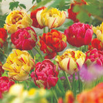 Tulip Colour Carnival Bulbs | 8 x Bulbs