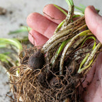 Galanthus 'flore Pleno' Double Snowdrop In The Green | 25 x Bulbs | Multi