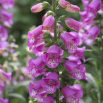 Digitalis Panther Perennial Foxglove - XL plug plants | Set of 3 | Pink
