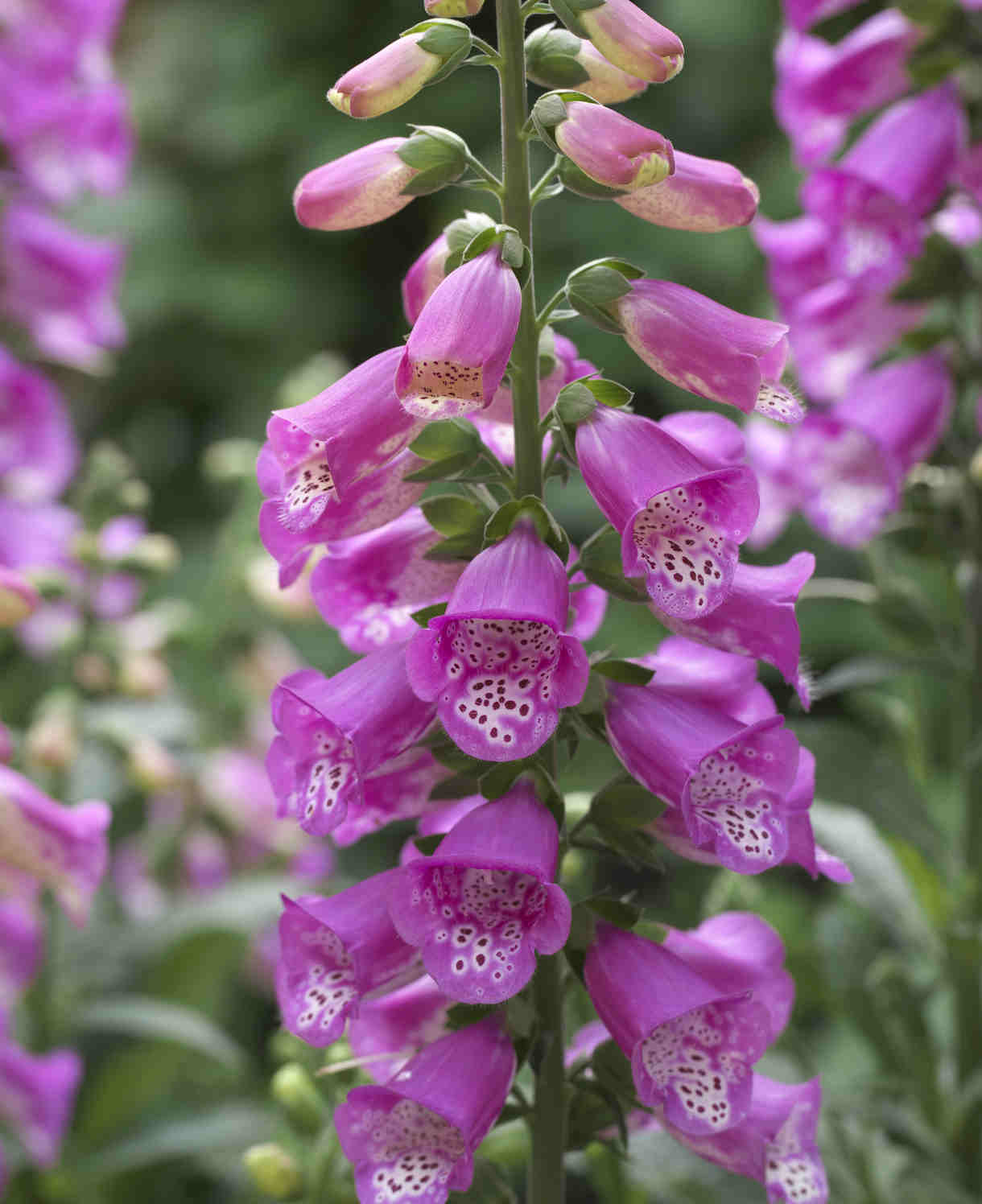 Digitalis Panther Perennial Foxglove - XL plug plants | Set of 3 | Pink