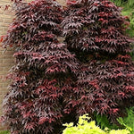 Japanese Acer Palmatum Bloodgood Plant Tree Extra Large 4-5ft In A 7.5 Litre Pot