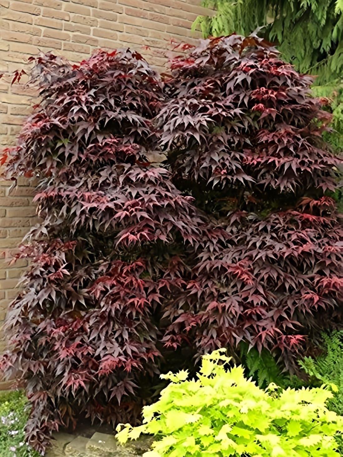 Japanese Acer Palmatum Bloodgood Plant Tree Extra Large 4-5ft In A 7.5 Litre Pot