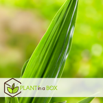 Dragon Tree - Dracaena Deremensis 'janet Craig' - Height 60-70cm - ⌀17cm | Set of 1 | Green