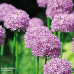 Thompson & Morgan Allium Purple Sensation 32 Bulbs
