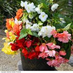 Begonia Sun Dancer Mixed Garden Ready Plants | 24 x Garden Ready Plants