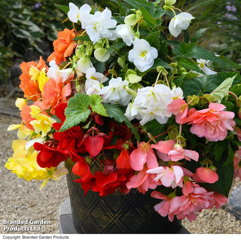 Begonia Sun Dancer Mixed Garden Ready Plants | 24 x Garden Ready Plants