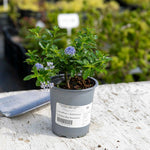 Ceanothus 'blue Mound' - Evergreen Californian Lilac, Bright Blue Flowers | 3 x 7cm Plants | Blue