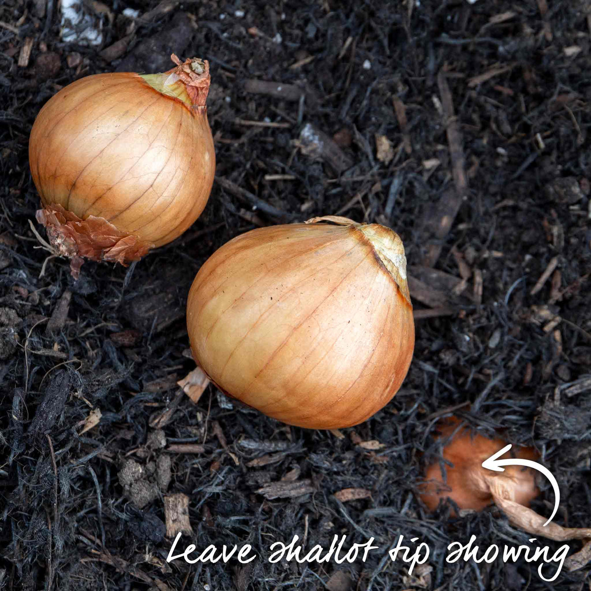 Shallot Duo Pack - Red Sun & Golden Gourmet | Set of 2