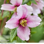 Philadelphus Petite Perfume Pink 9cm Pot | Set of 2