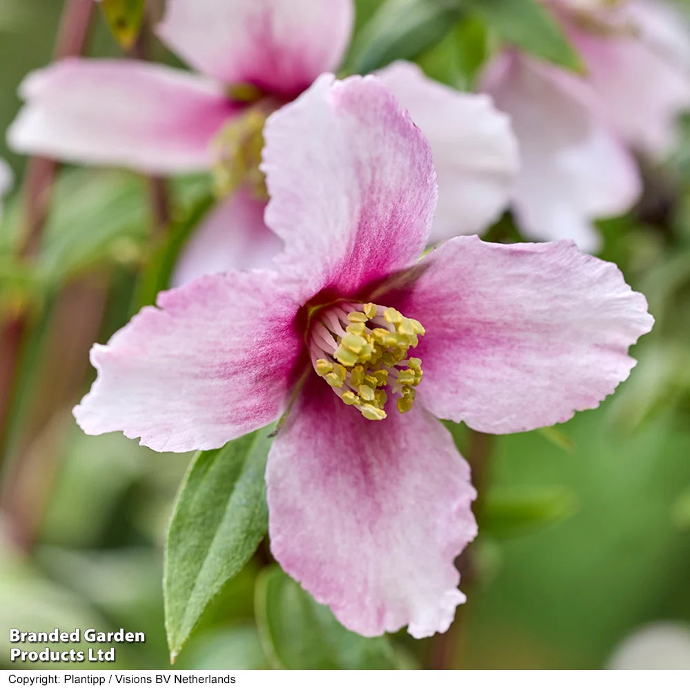 Philadelphus Petite Perfume Pink 9cm Pot | Set of 2