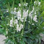 Physostegia Crystal Peak White - XL plug plant | Set of 5