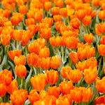 Sunshine Tulip Collection - 75 Bulbs