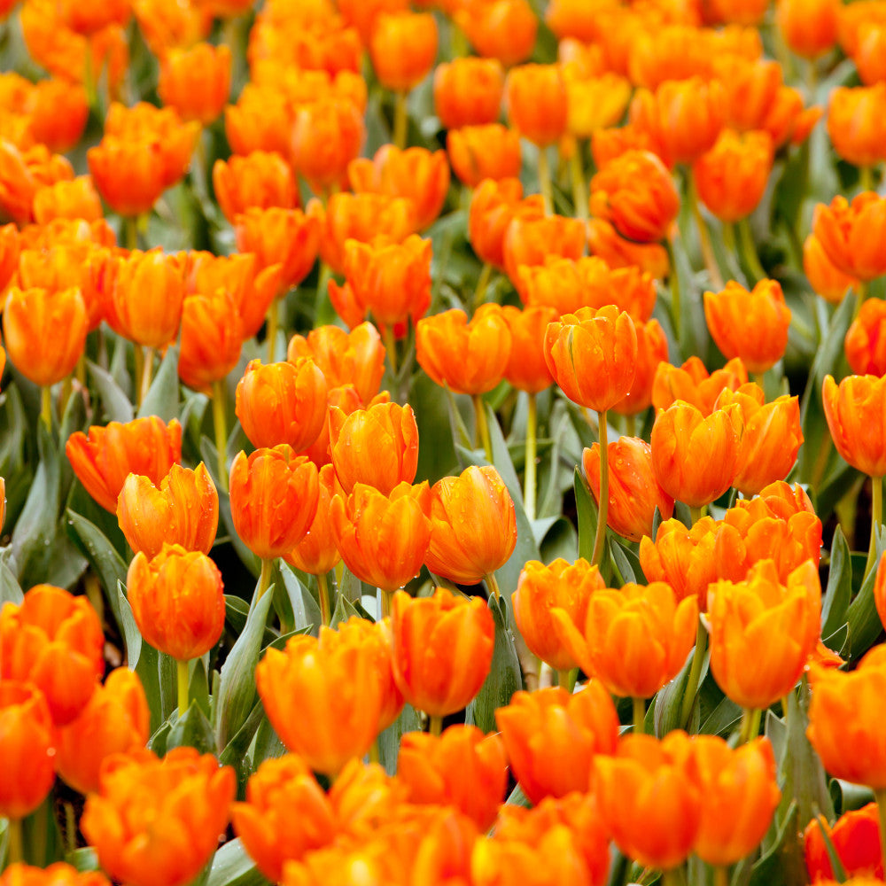 Sunshine Tulip Collection - 75 Bulbs