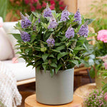 Buddleja 'butterfly Candy Little Sweetheart' Dwarf Purple Butterfly Bush | 1 x 9cm | Purple