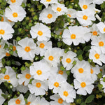 Evergreen Shrub Collection