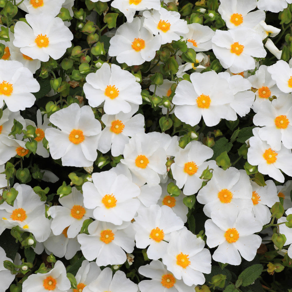 Evergreen Shrub Collection