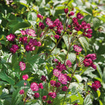 Astrantia 'claret' Dark Red Perennial | Set of 1 | Purple & Green