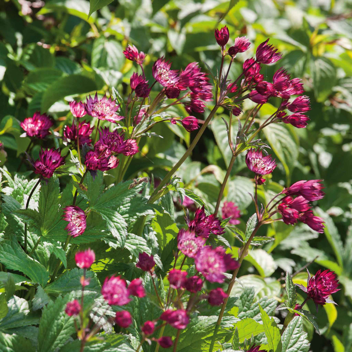 Astrantia 'claret' Dark Red Perennial | Set of 1 | Purple & Green