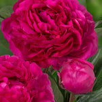 Fragrant Doubles Paeonia Collection  - Bare Root Plants | 9 x Bare Root | Multi