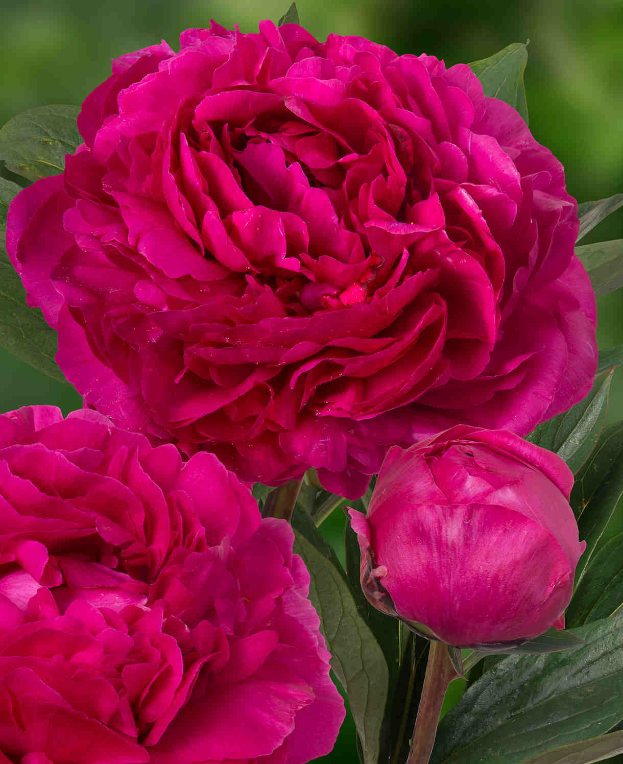 Fragrant Doubles Paeonia Collection  - Bare Root Plants | 9 x Bare Root | Multi