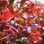 Photinia Red Robin - Evergreen Shrub With Vibrant Foliage 1 X 9cm Pot