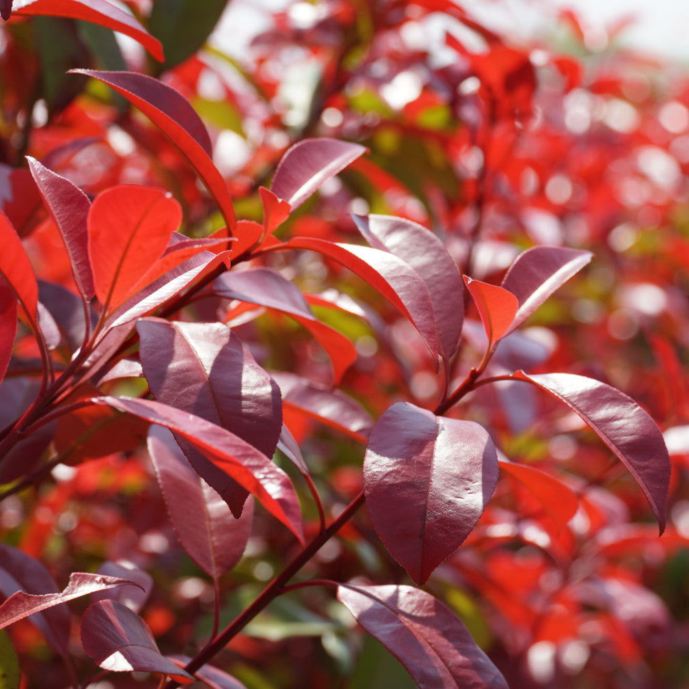 Photinia Red Robin - Evergreen Shrub With Vibrant Foliage 1 X 9cm Pot