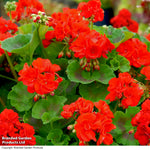Geranium Best Red Garden Ready Plants | 24 x Garden Ready Plants