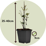 Leather Flower - Clematis Hybrid 'Taiga' - Height 25-40cm - ⌀9cm | Set of 2 | Purple