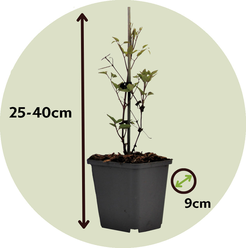 Leather Flower - Clematis Hybrid 'Taiga' - Height 25-40cm - ⌀9cm | Set of 4 | Purple