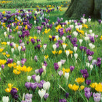 Marshalls Garden Crocus Corms Large Flowering Mix