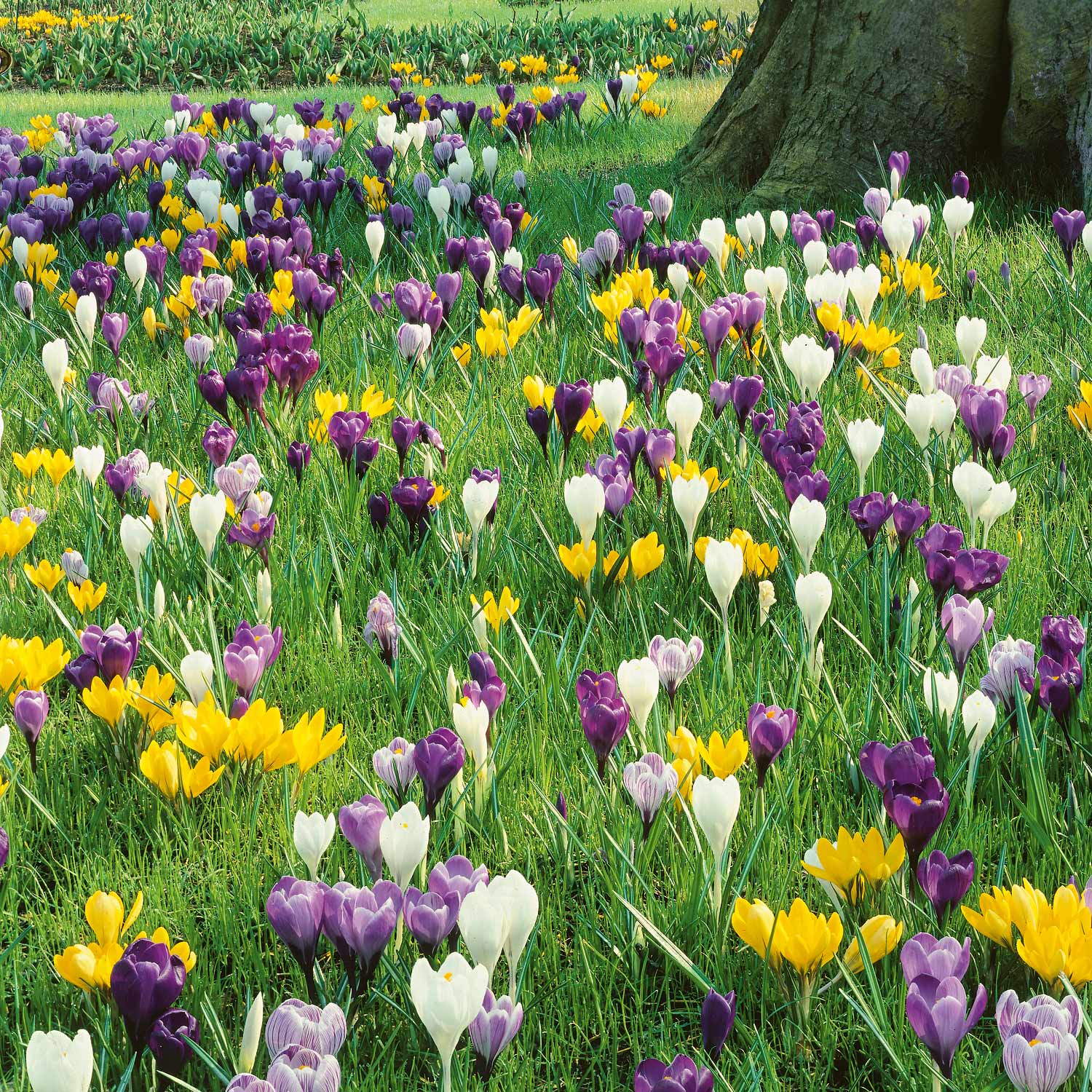 Marshalls Garden Crocus Corms Large Flowering Mix