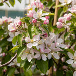 Apple 'pixie' | 1 x Bare Root