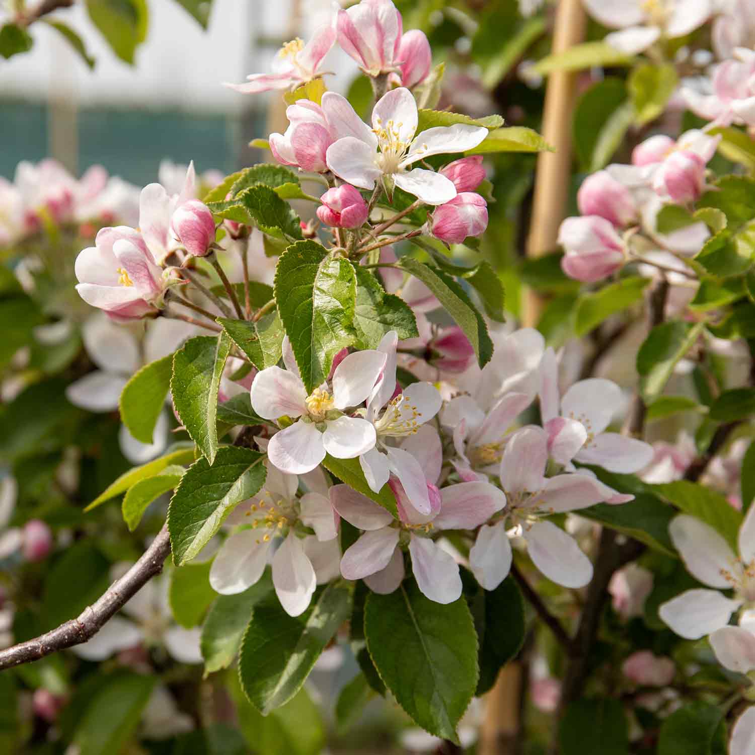 Apple 'pixie' | 1 x Bare Root