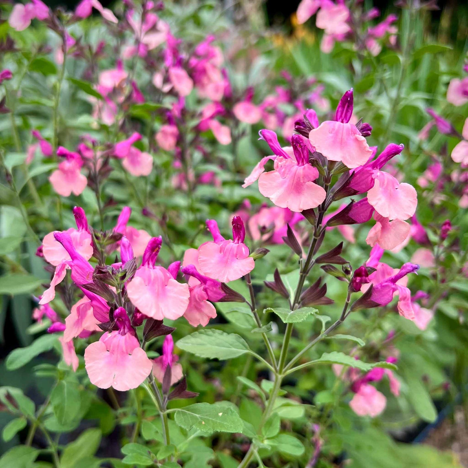 Salvia 'melba Magic Peach' - Soft Peach, Long-flowering Perennial | 3 x Jumbo Plugs | Multi