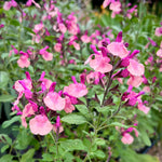 Salvia 'melba Magic Peach' - Soft Peach, Long-flowering Perennial | 6 x Jumbo Plugs | Multi