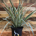 Phormium Cookianum Tricolor Evergreen Specimen Shrub Plant Large 30-40cm Supplied In A 3 Litre Pot