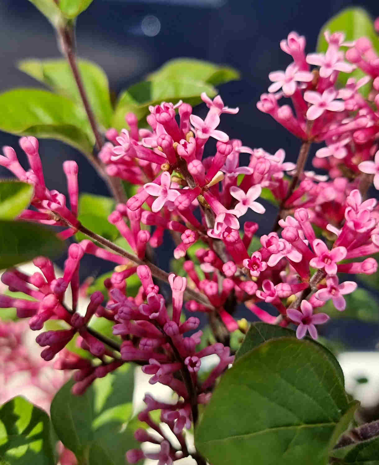 Syringa Meyeri 'little Rosie' - 9cm pot | 1 x 9cm | Deep Pink