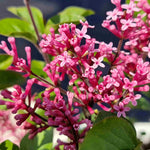 Syringa Meyeri 'little Rosie' - 9cm pot | 5 x 9cm | Deep Pink