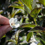 Weigela 'ebony And Ivory' - Compact White-flowering Shrub | 3 x 7cm Plants | Green
