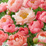 Paeonia Lactiflora Coral Charm - Colour Changing Blooms, Bare Root Plants | 2 x Bare Roots | Coral