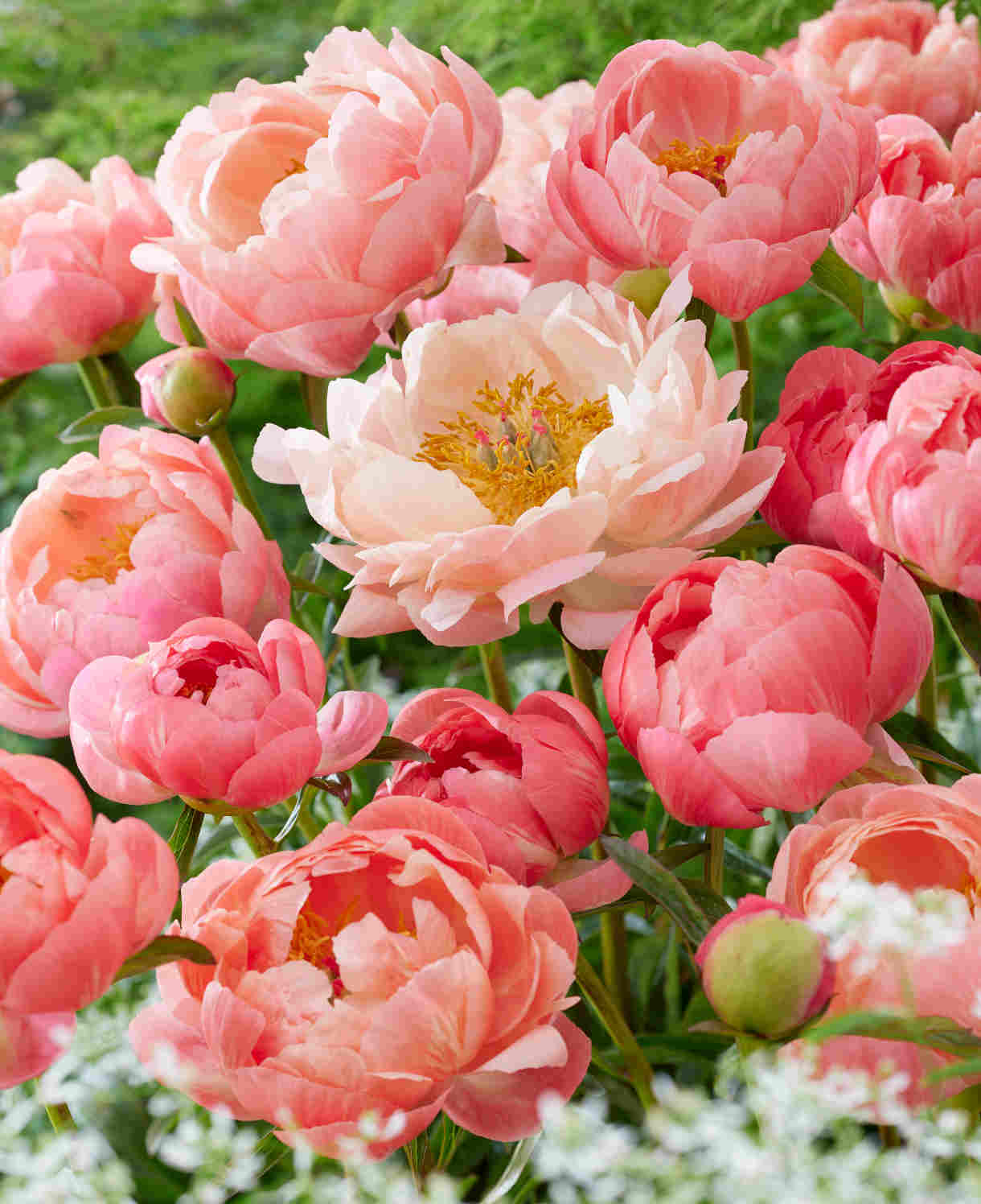 Paeonia Lactiflora Coral Charm - Colour Changing Blooms, Bare Root Plants | 2 x Bare Roots | Coral