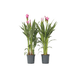 Thai Tulip - 2 Pcs. - Curcuma 'siam Supreme' - Height 70-90cm - ⌀19cm | Set-of-2 | Pink
