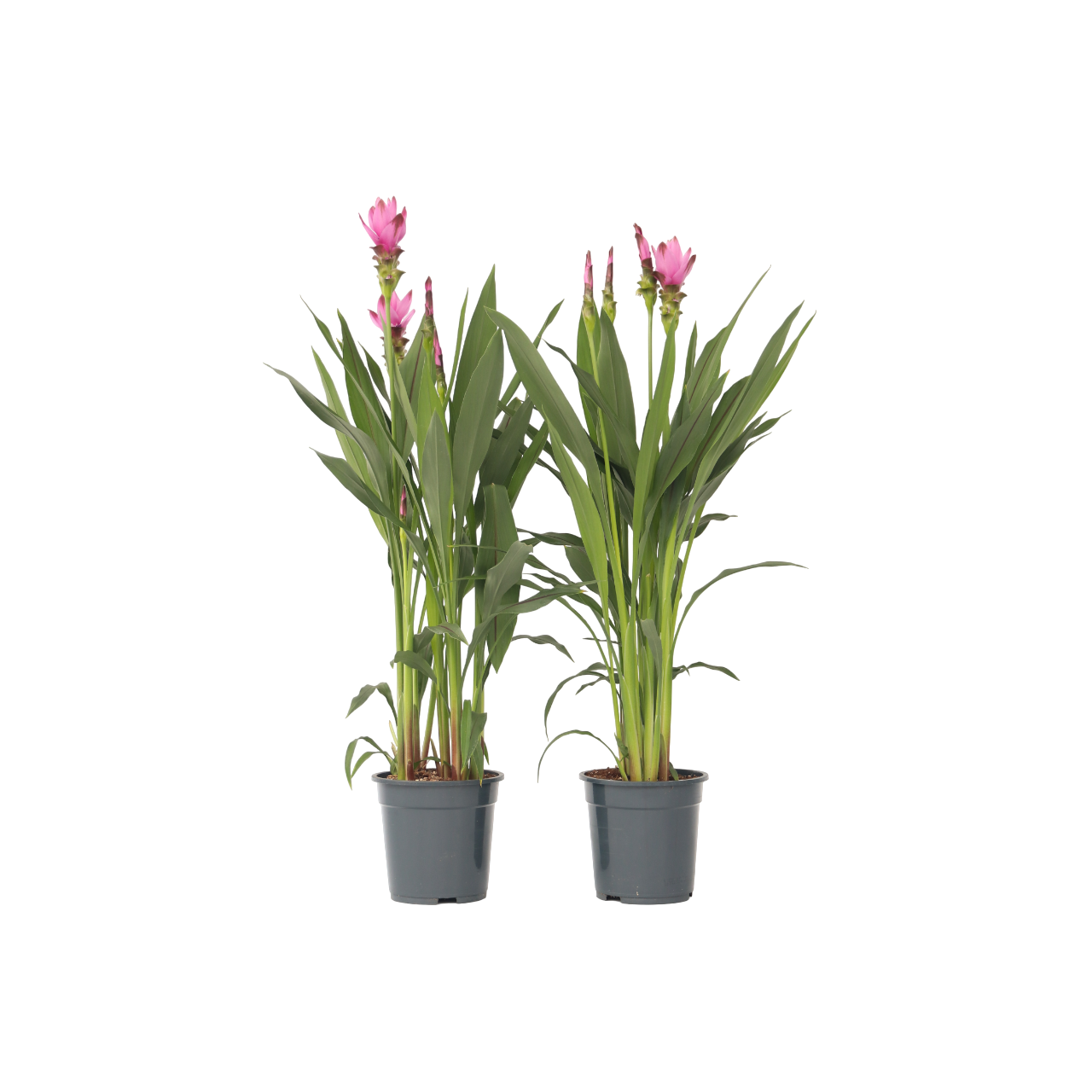 Thai Tulip - 2 Pcs. - Curcuma 'siam Supreme' - Height 70-90cm - ⌀19cm | Set-of-2 | Pink