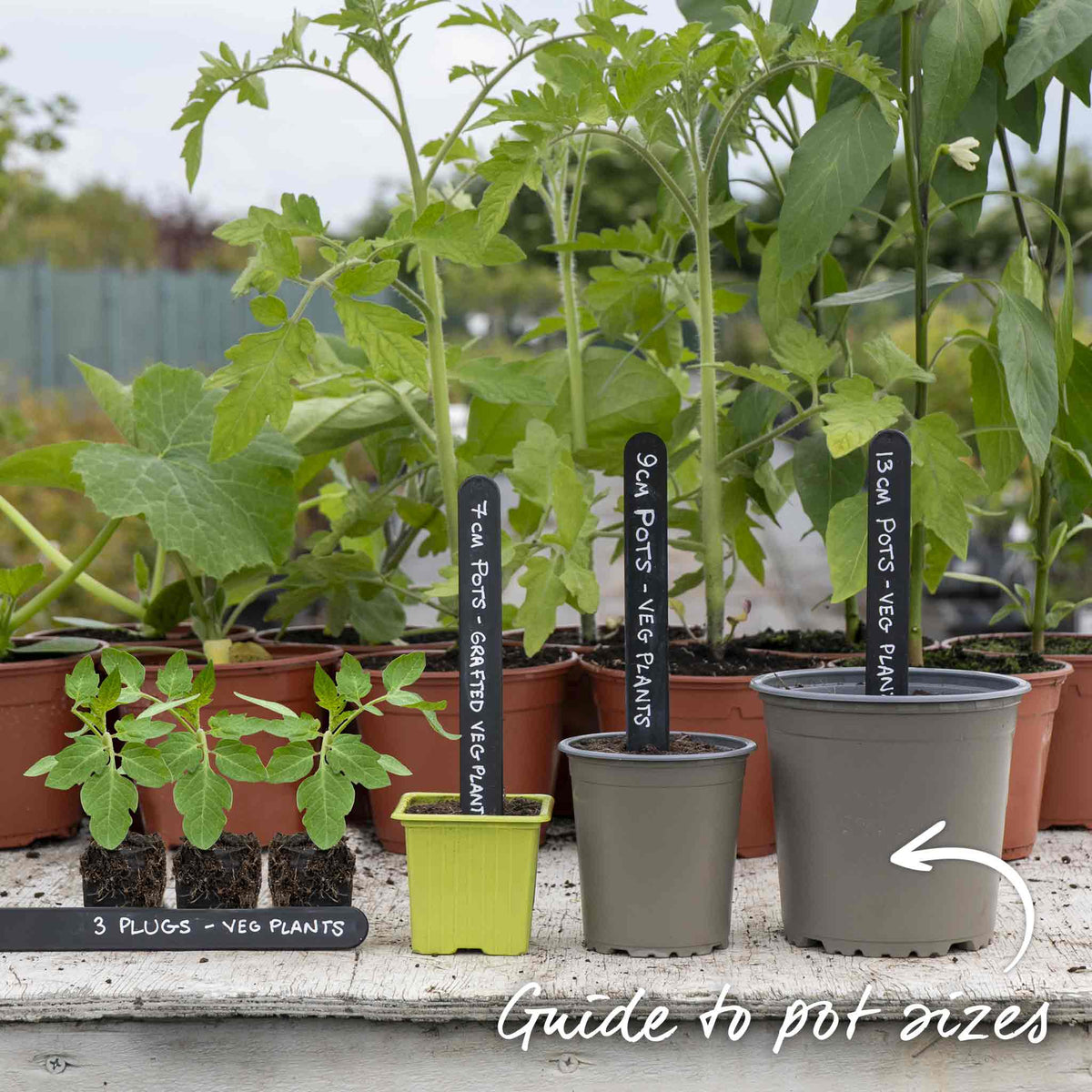 Tiny Temptations Orange Bush Tomato 9cm Plants | Set of 6