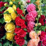 Hollyhock 'chater's Double Mixed' Double-flowered Cottage Garden Mix | 3 x Jumbo Plug Plants | Multi